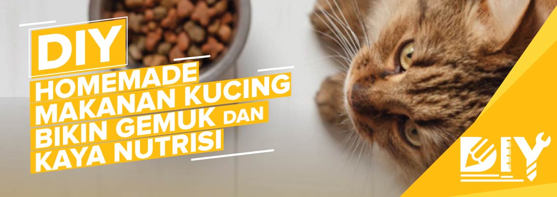 DIY Homemade Makanan Kucing Bikin Gemuk dan Kaya Nutrisi