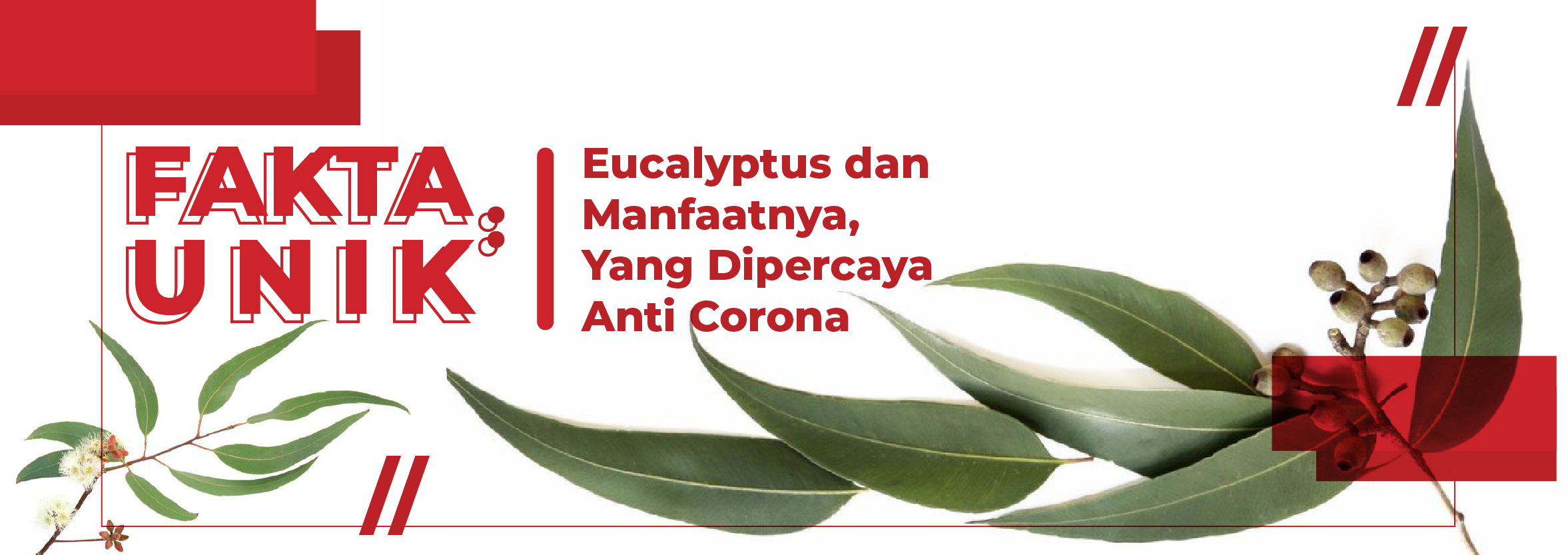 Fakta Unik: Eucalyptus dan Manfaatnya, Yang Dipercaya Anti Corona