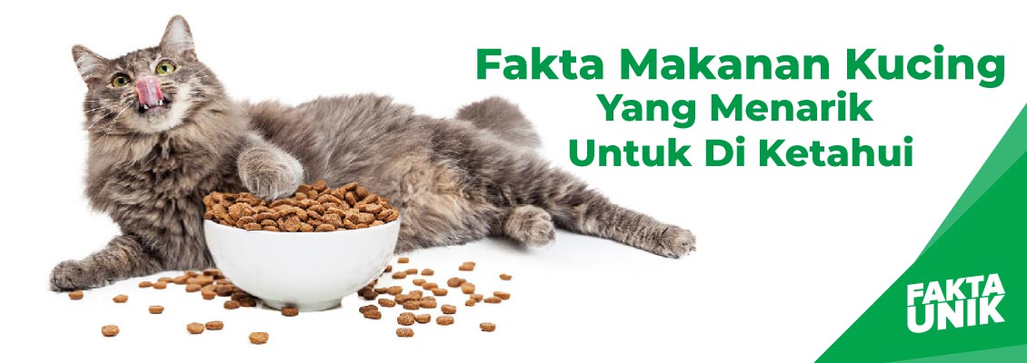 Fakta Makanan Kucing Yang Menarik Untuk Di Ketahui